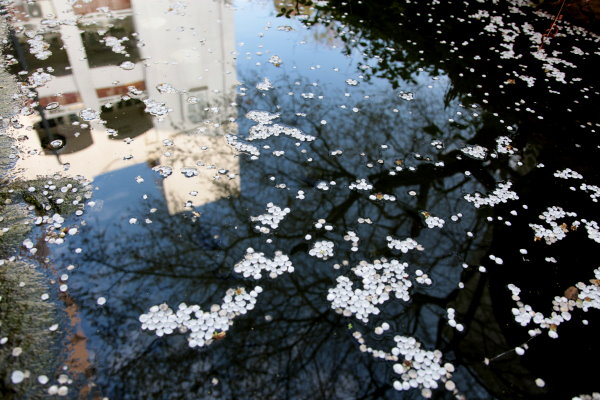Campus view